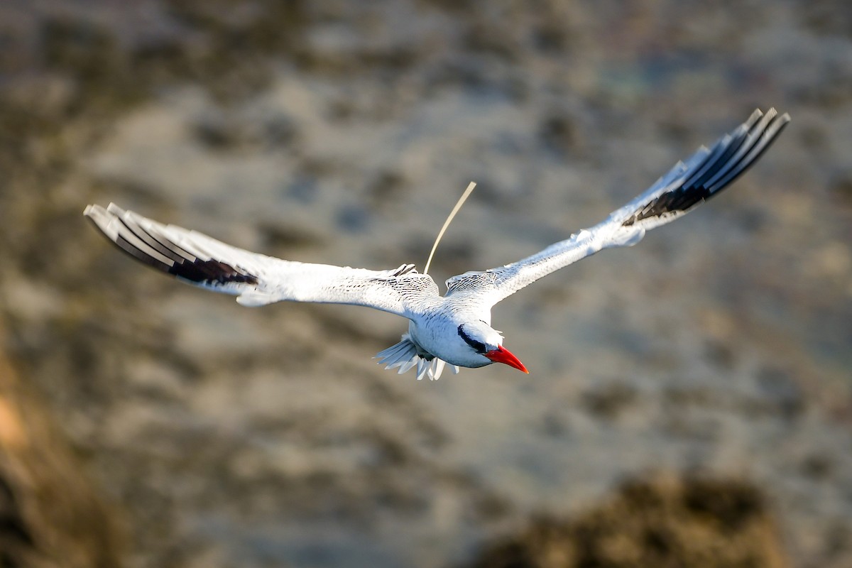 Red-billed Tropicbird - ML486498921