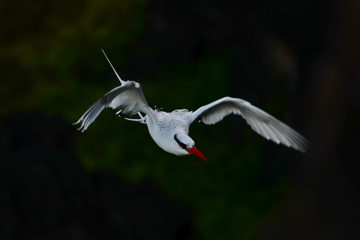 Red-billed Tropicbird - ML486498931