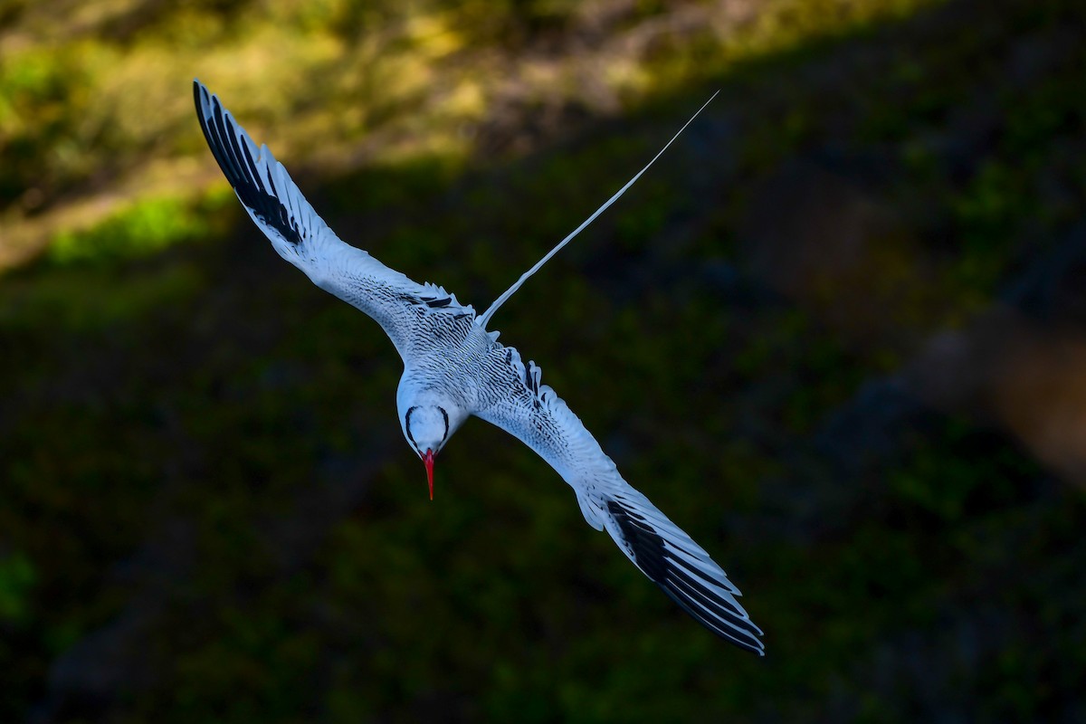 Red-billed Tropicbird - ML486498961