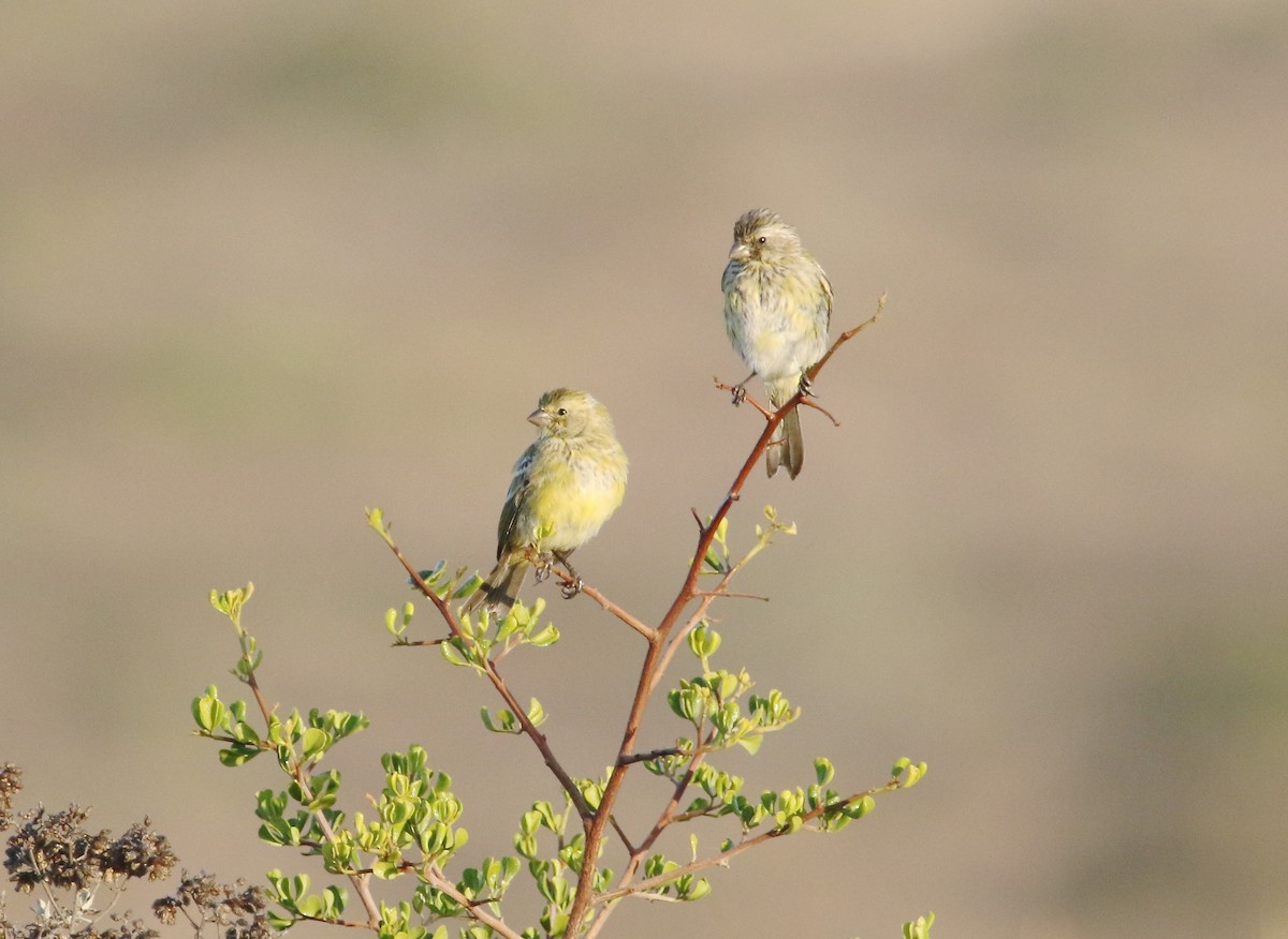 Serin de Sainte-Hélène - ML48649911