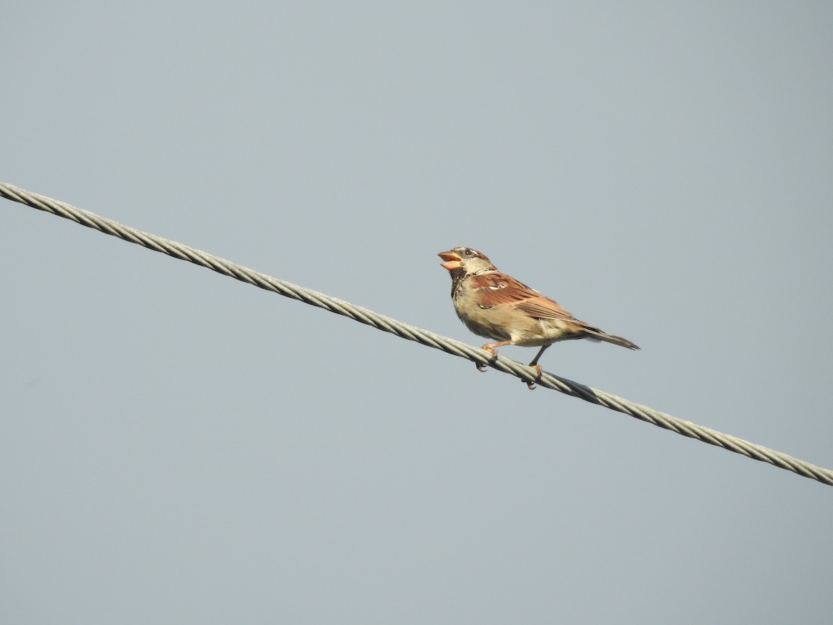 House Sparrow - ML486499511