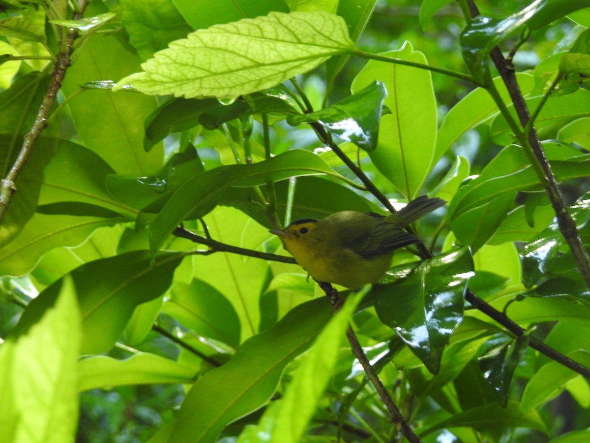 Wilson's Warbler - ML486499851