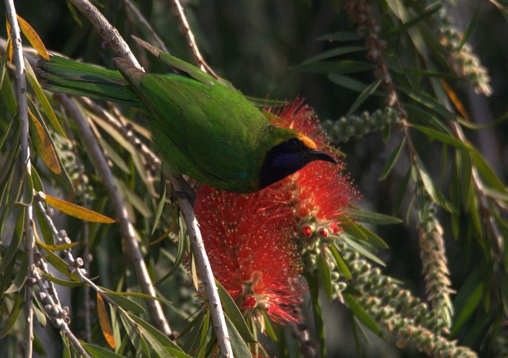 Goldstirn-Blattvogel - ML486499971