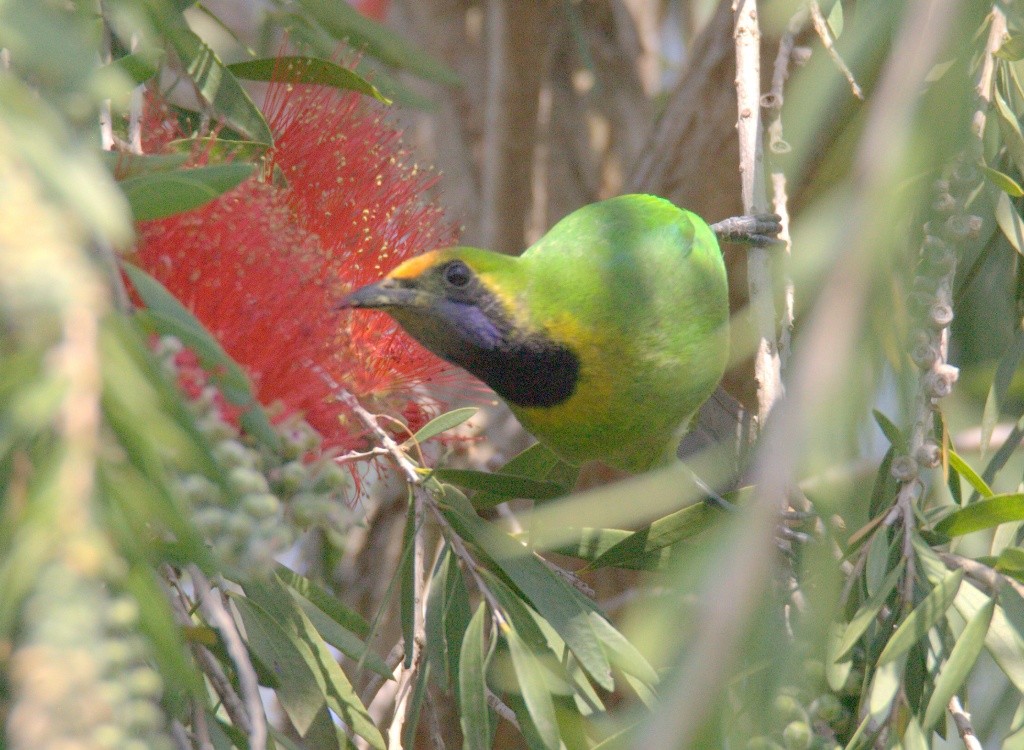 Golden-fronted Leafbird - ML486500021