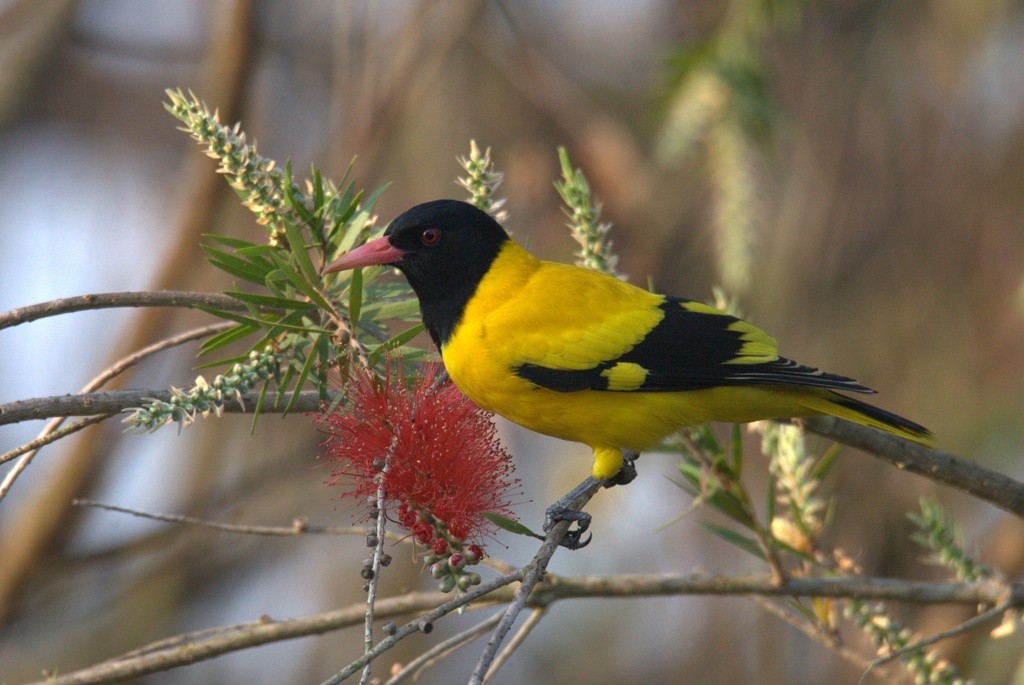 Black-hooded Oriole - ML486500091
