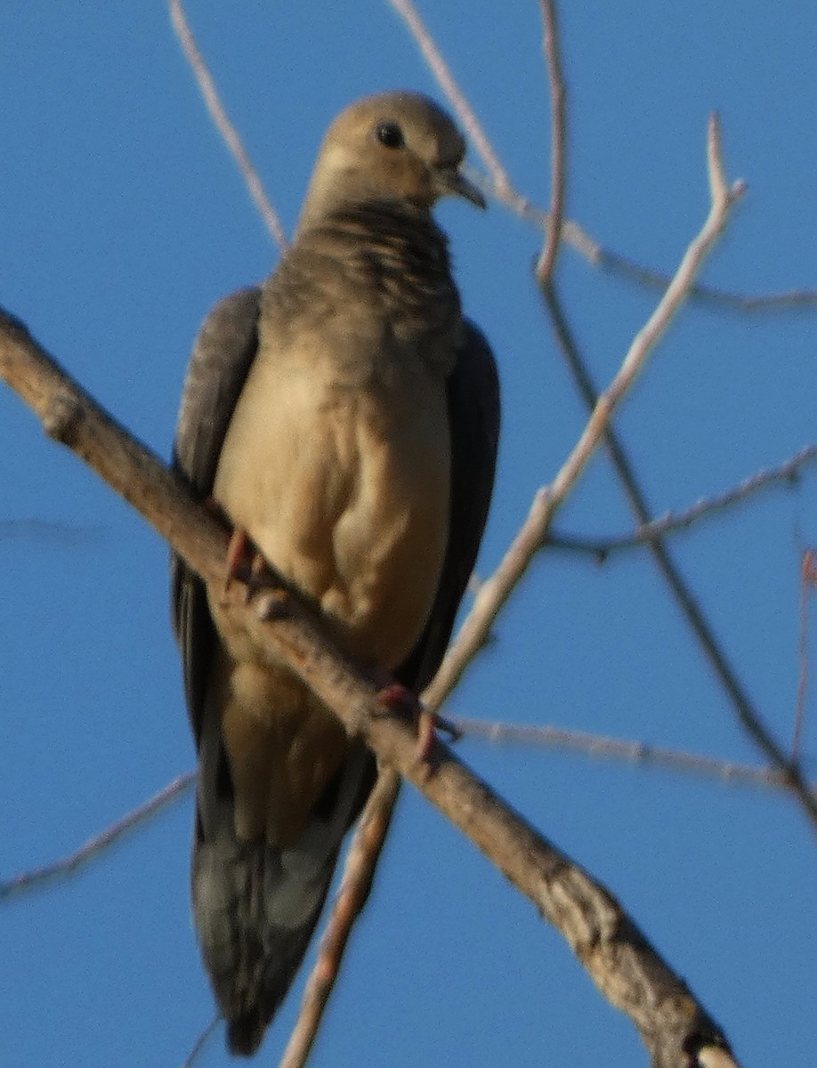 Mourning Dove - ML486500431