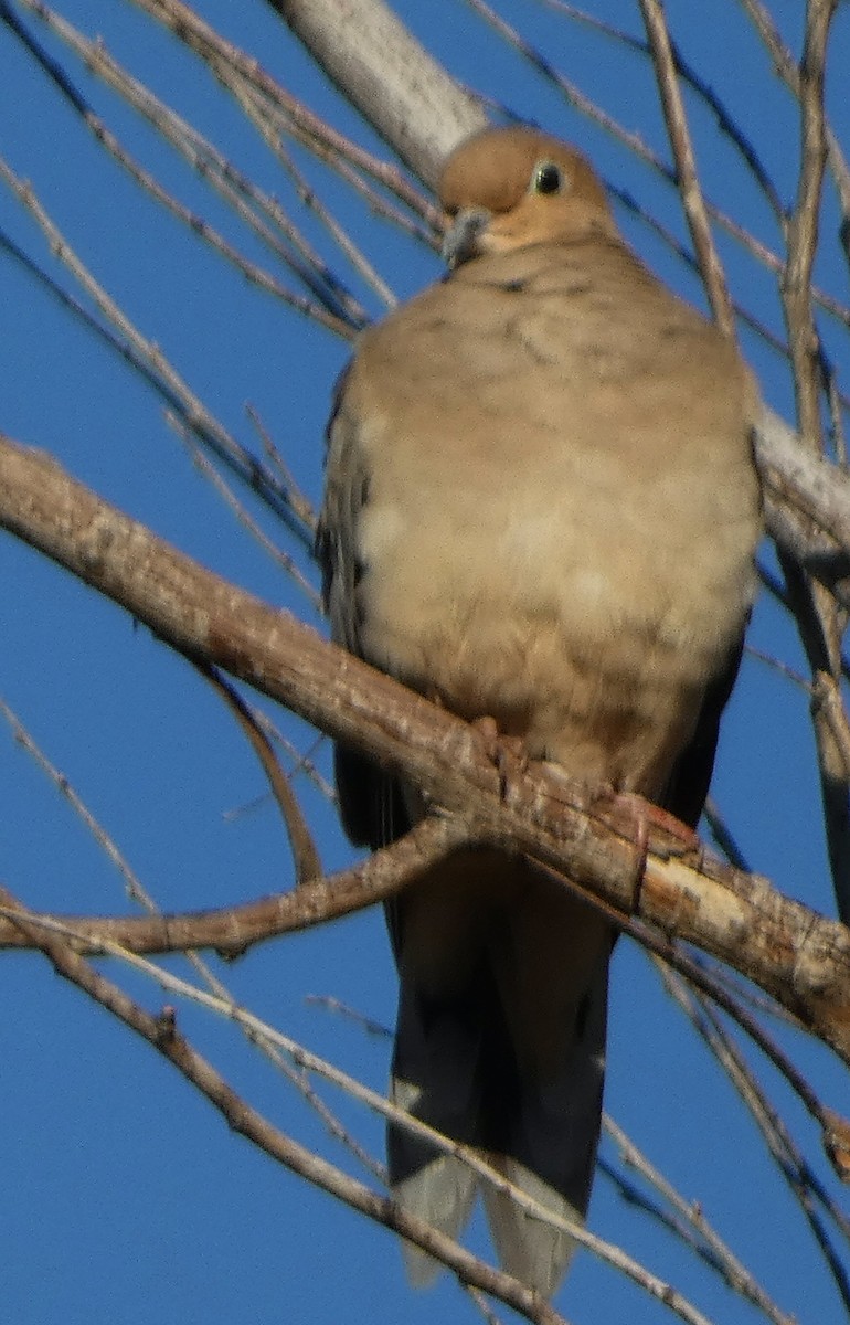 Mourning Dove - ML486500451