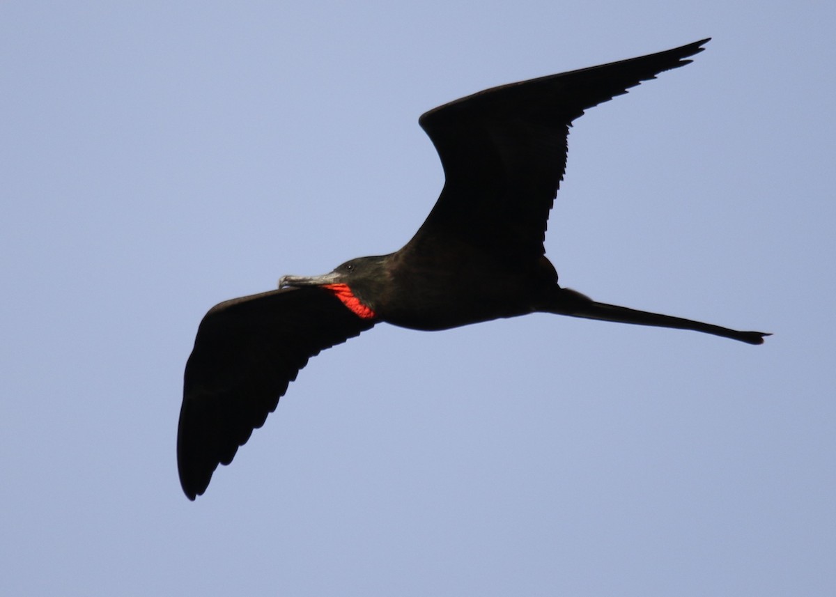 Magnificent Frigatebird - ML486500631