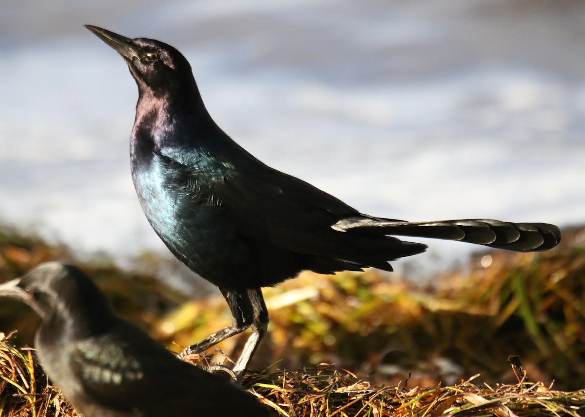 Boat-tailed Grackle - ML486500781