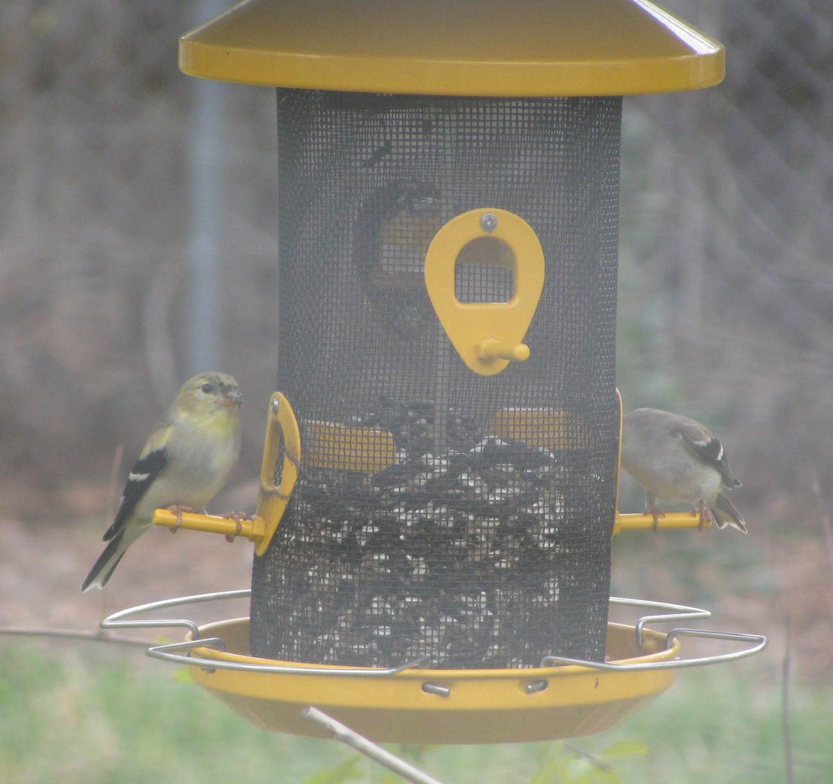 American Goldfinch - Brian Slaughter