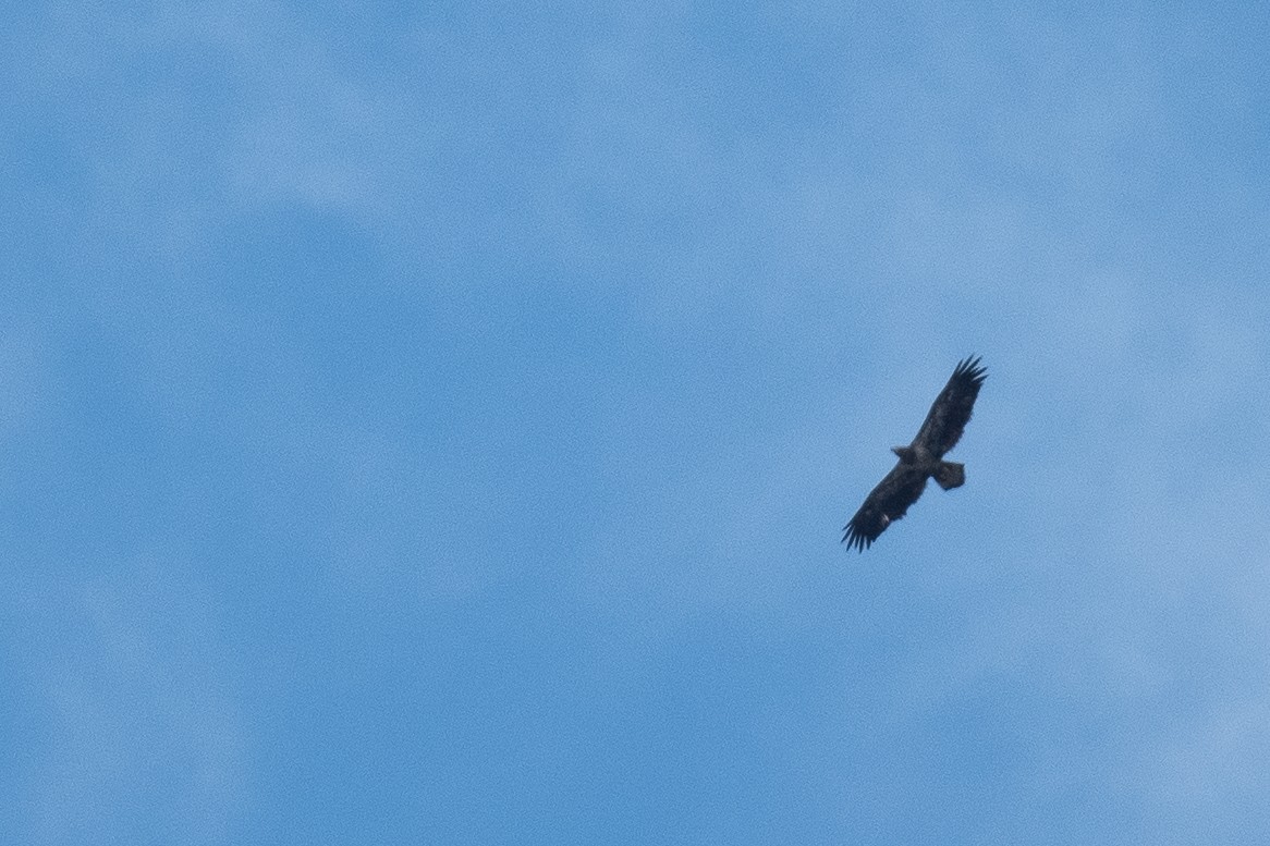 Bald Eagle - ML486501251