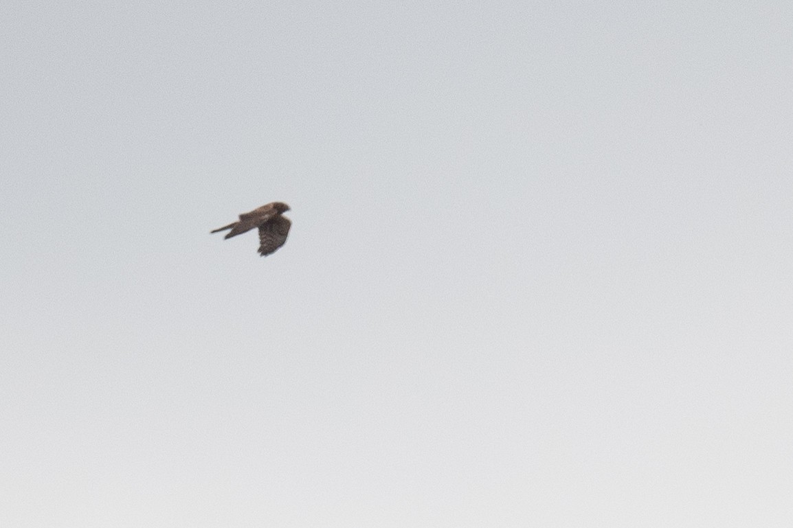 Northern Harrier - ML486501631