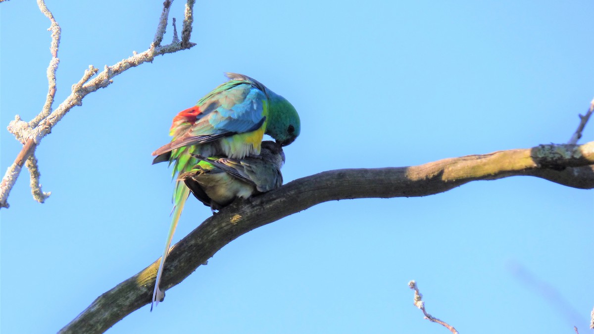 Red-rumped Parrot - ML486501711