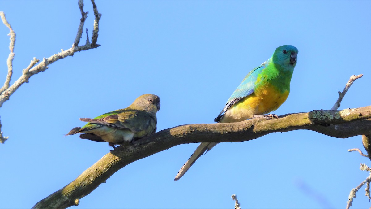 Red-rumped Parrot - ML486501721