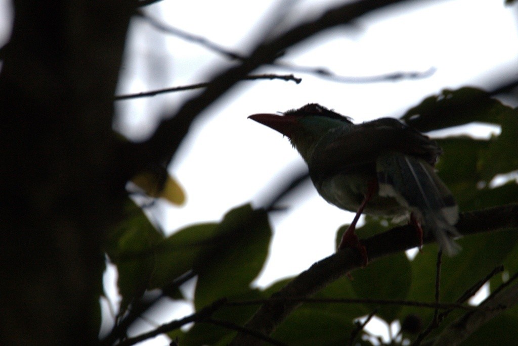 Common Green-Magpie (Common) - ML486501901