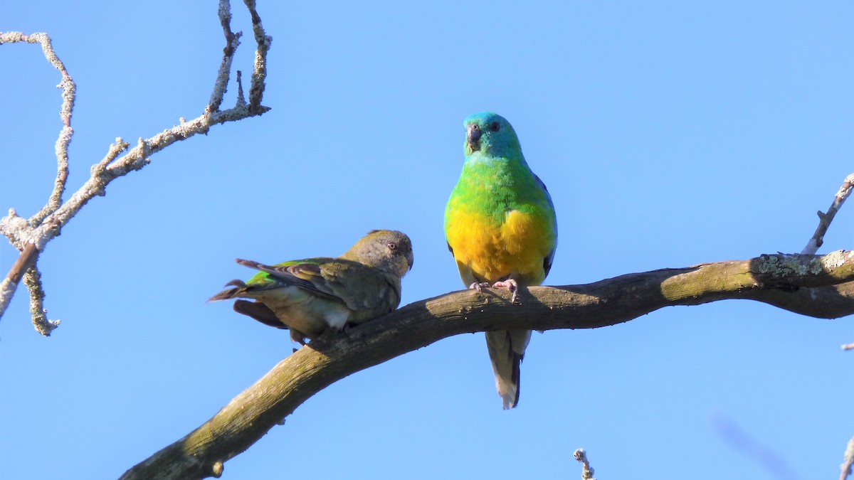 Red-rumped Parrot - ML486502261