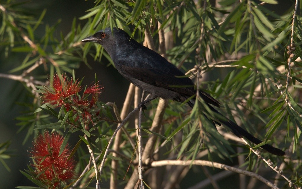 Ashy Drongo - ML486502921