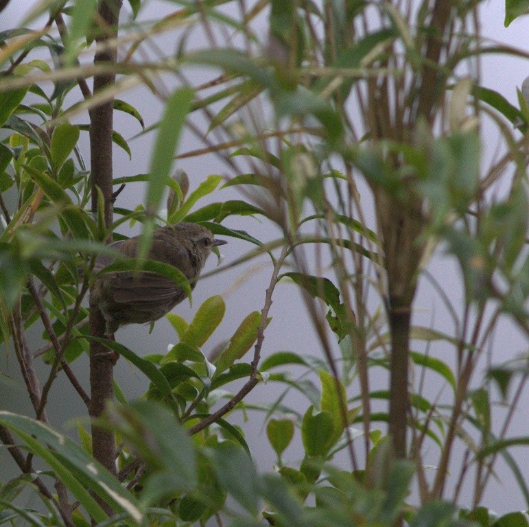 Brownish-flanked Bush Warbler - ML486503351