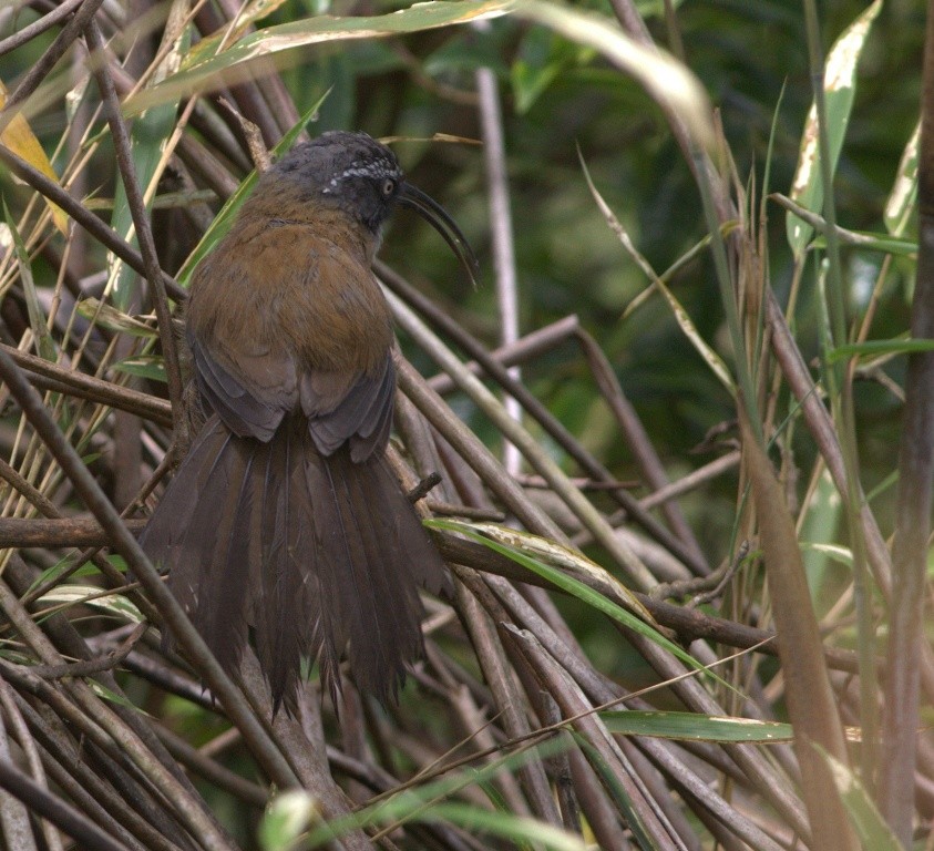 Slender-billed Scimitar-Babbler - ML486503481