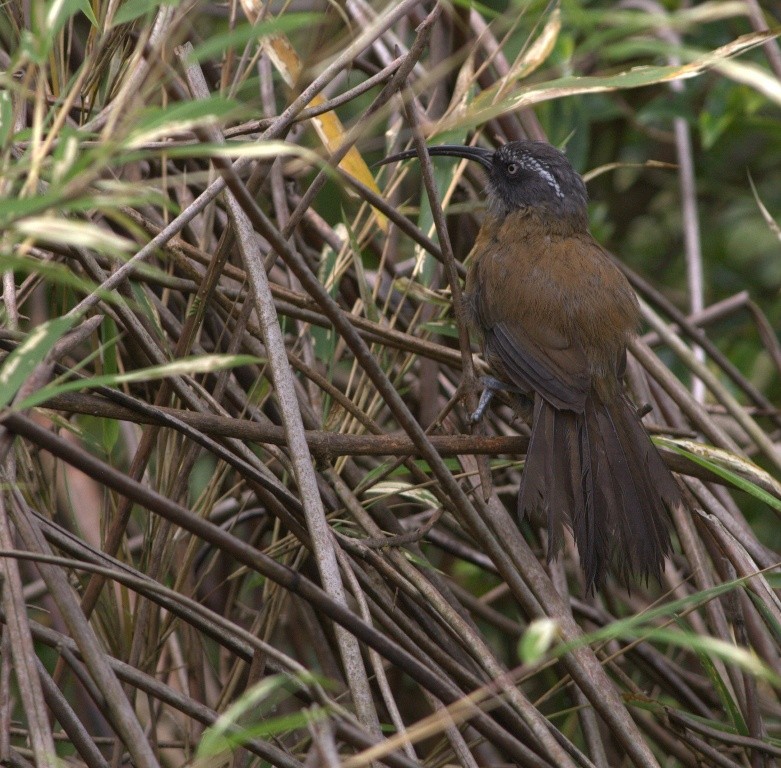 Slender-billed Scimitar-Babbler - ML486503521