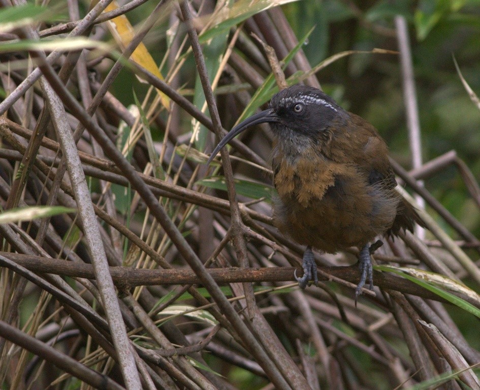 Slender-billed Scimitar-Babbler - ML486503581