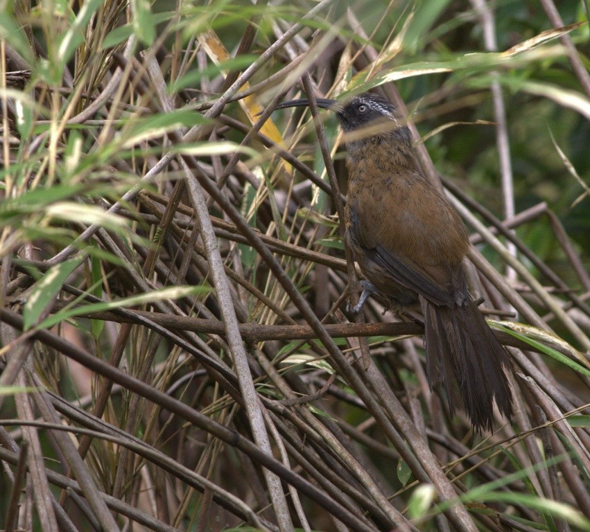 Slender-billed Scimitar-Babbler - ML486503671