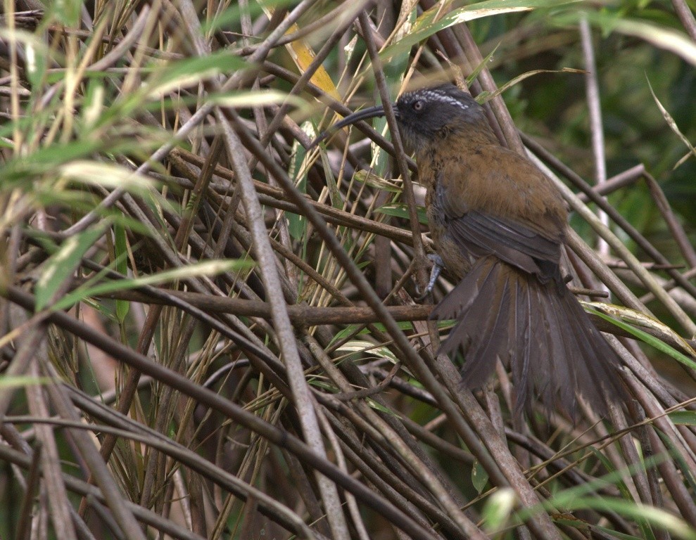Slender-billed Scimitar-Babbler - ML486503721