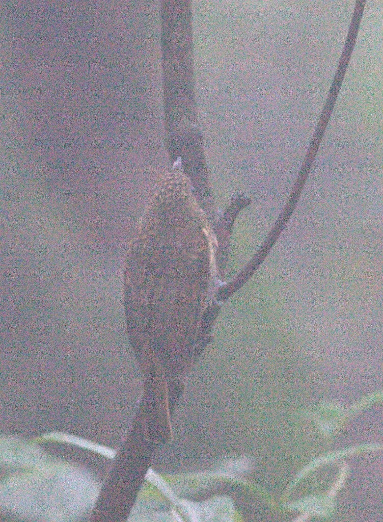 Rufous-winged Fulvetta - ML486504291