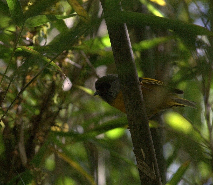 Golden-breasted Fulvetta - ML486504721