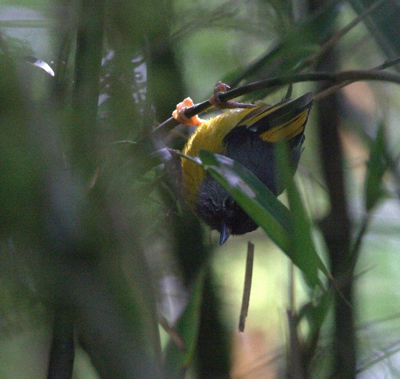 Golden-breasted Fulvetta - VIKRAM TIWARI