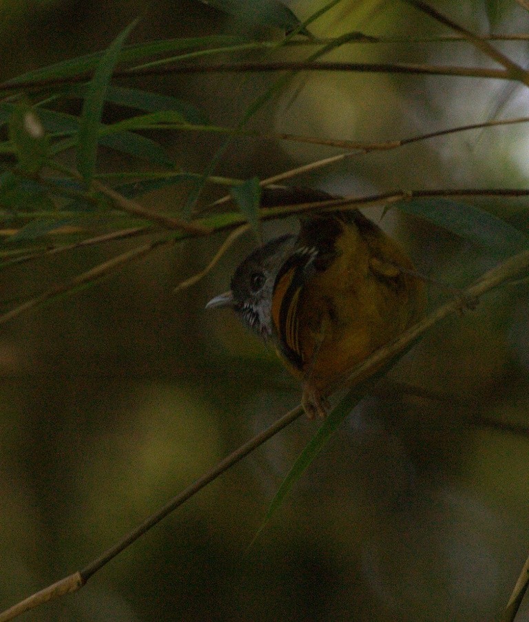 Golden-breasted Fulvetta - ML486504741