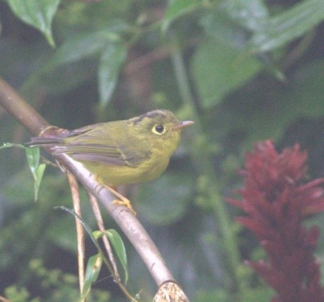 Whistler's Warbler - ML486504911