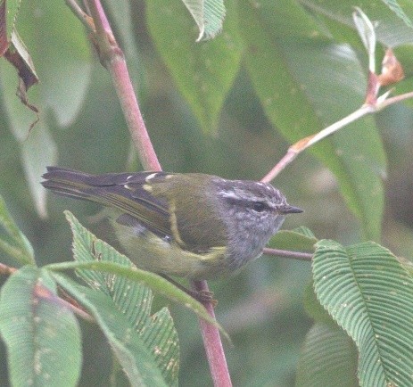 Buff-barred Warbler - ML486504981