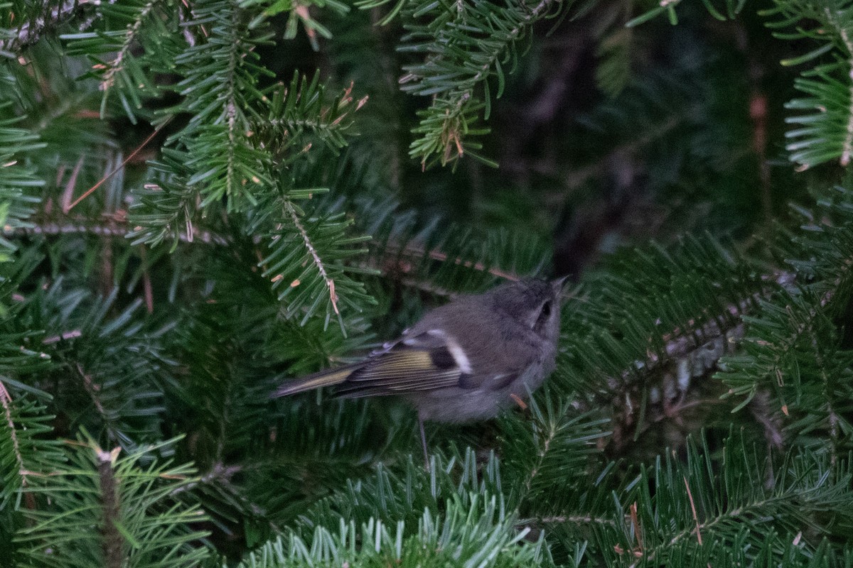 Golden-crowned Kinglet - Kelly Krechmer