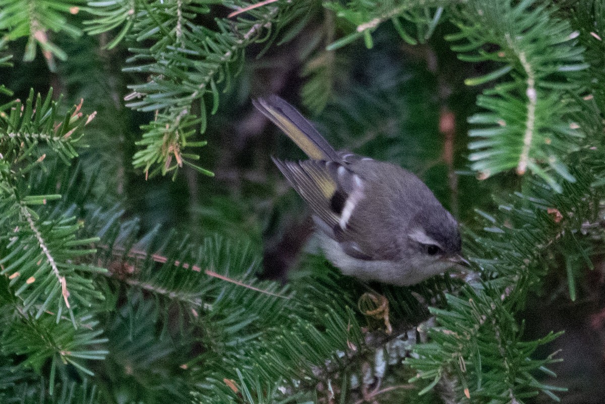 Golden-crowned Kinglet - Kelly Krechmer