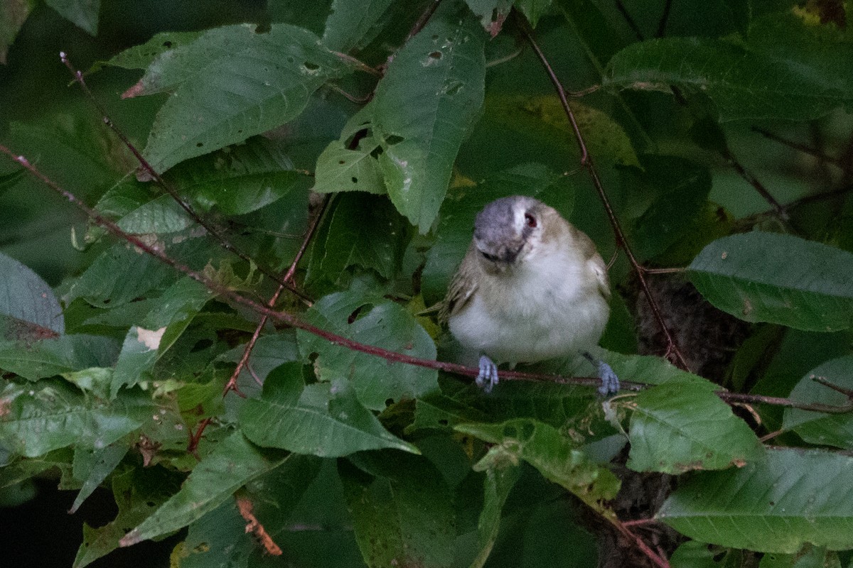 rødøyevireo - ML486505841