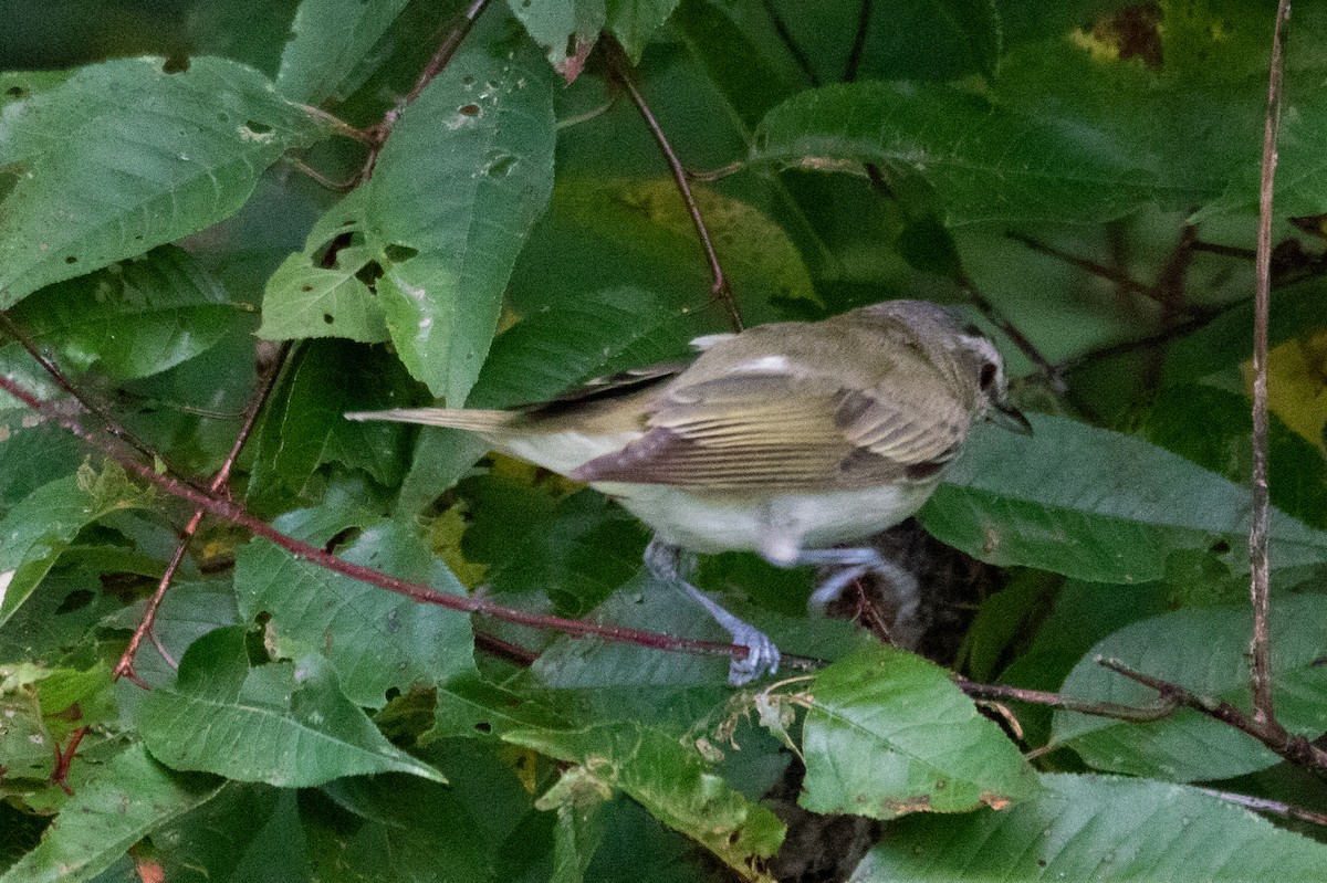 rødøyevireo - ML486505861