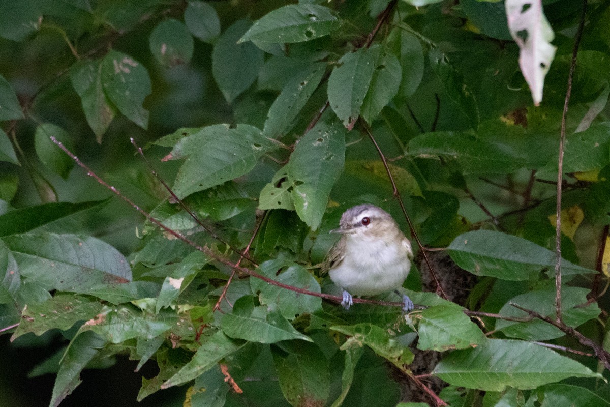 rødøyevireo - ML486505871