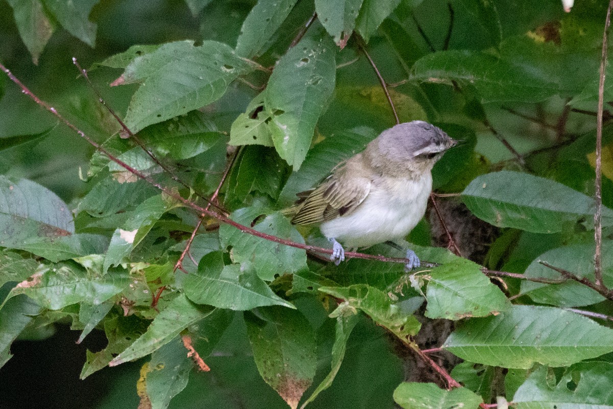 rødøyevireo - ML486505881