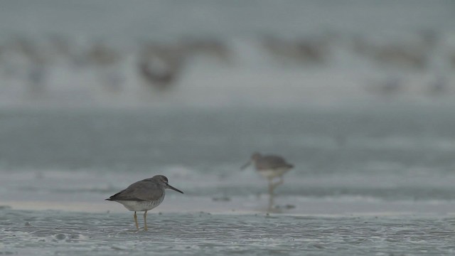 Gray-tailed Tattler - ML486506