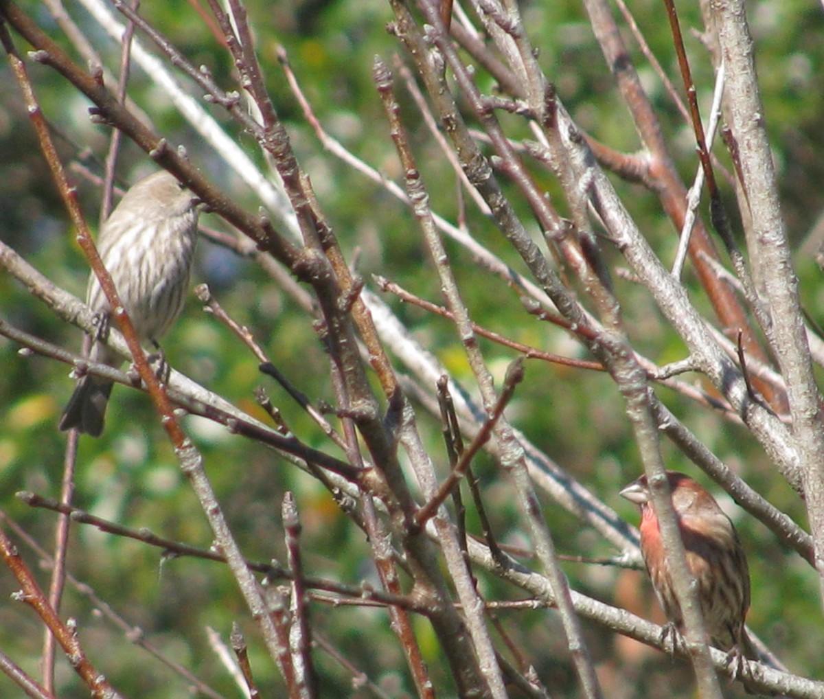 hýl rudoprsý - ML48650611