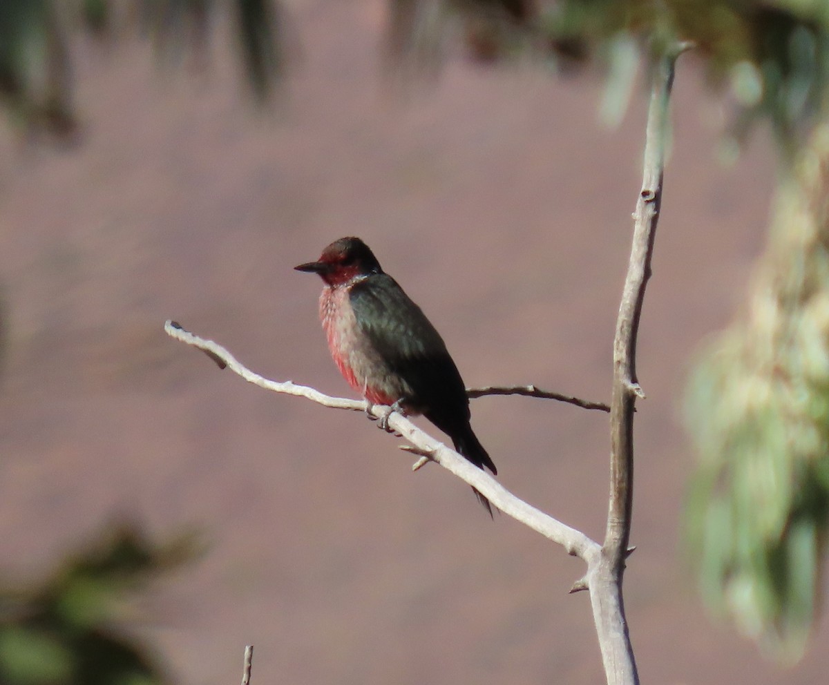 Lewis's Woodpecker - ML486506111