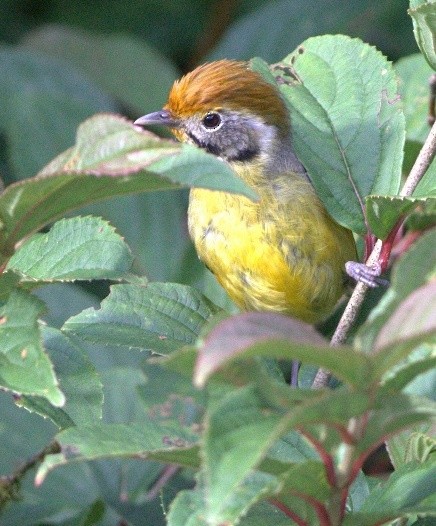 Chestnut-tailed Minla - ML486506121