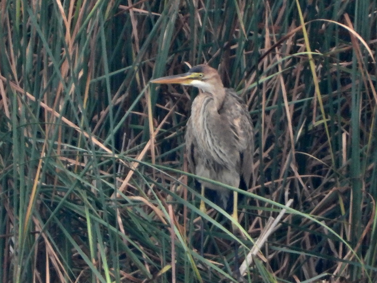 Purple Heron - ML486506551