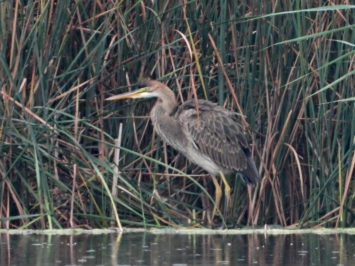 Purple Heron - Conor MacKenzie