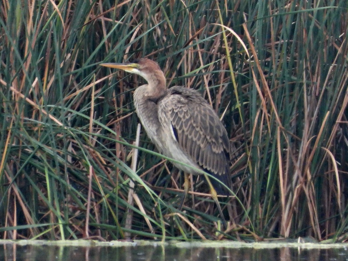 Зээрд дэглий - ML486506611