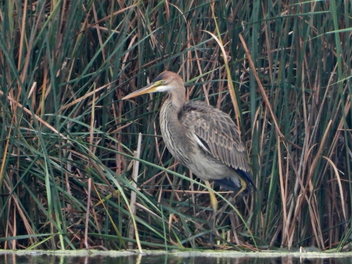 Зээрд дэглий - ML486506621