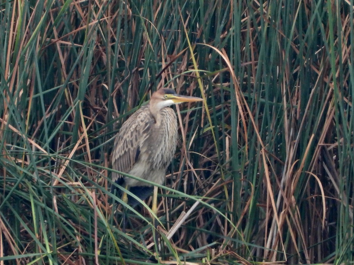 Зээрд дэглий - ML486506631