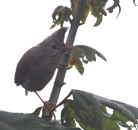 Stripe-throated Yuhina - ML486506851