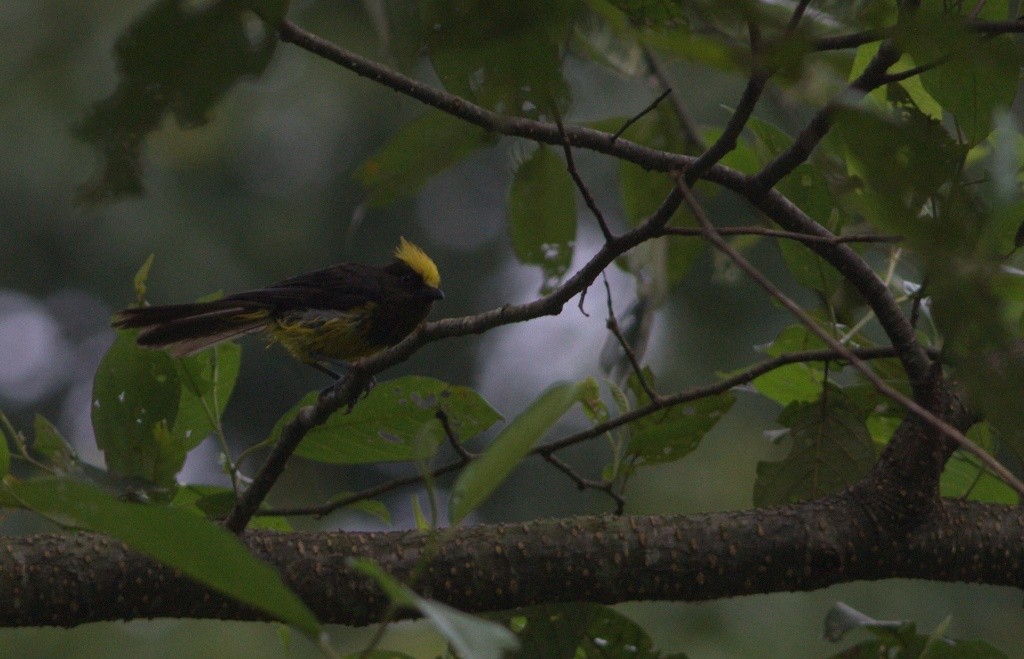 Sultan Tit - ML486507221